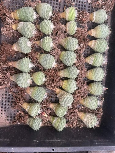 4pcs raresucculent plant - raresucculent,