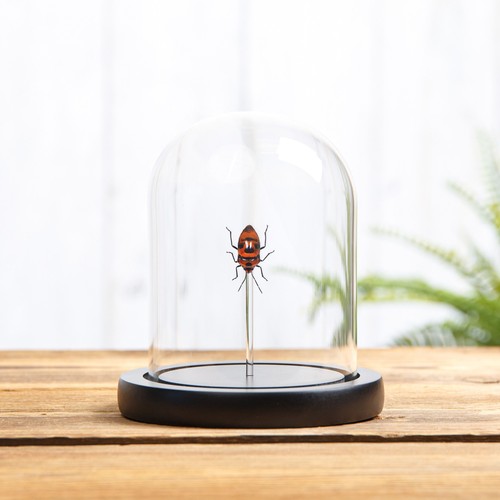 Taxidermy clown face - bug, in