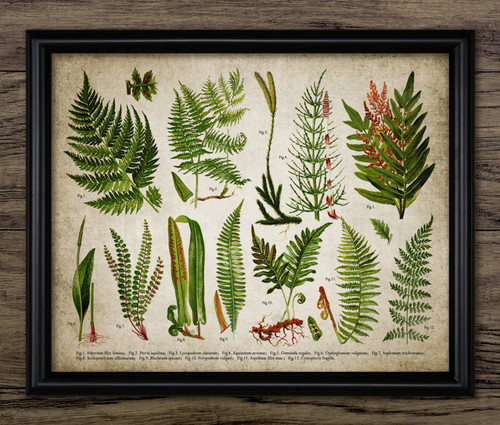 Fern print vintage botanical - vintage,