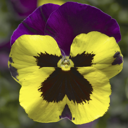 Winter flowering pansy - winter,