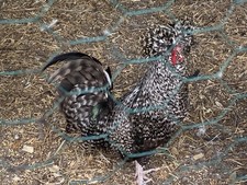 Polish Hatching Eggs 6+ Pack