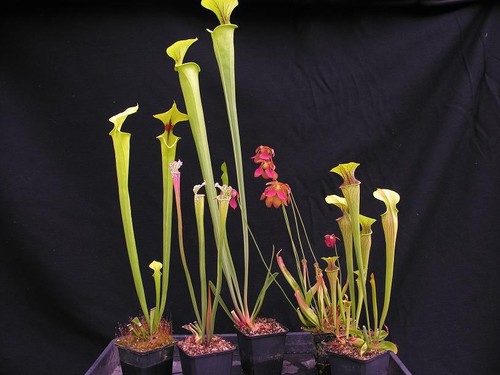 Carnivorous sarracenia pitcher - sarracenia,