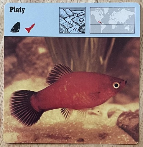 Platy 1977 editions - 1977, recontre