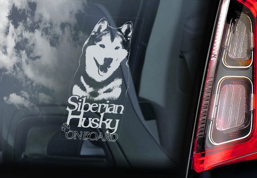 Siberian husky car - siberian,