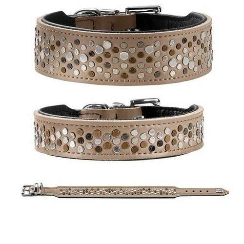 Hunter rivellino dog - rivellino,