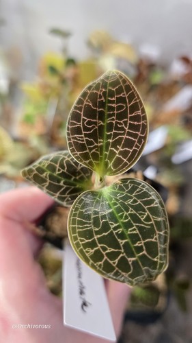 Dossinia marmorata rare jewel - dossinia,