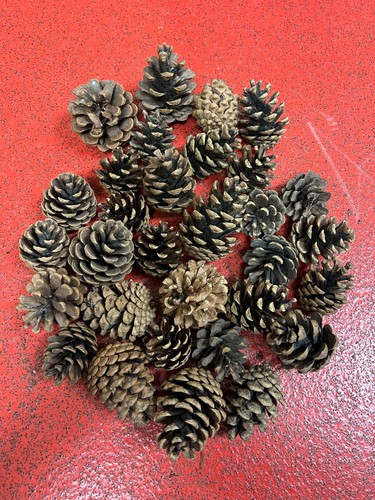 Natural conifer pine fir cones