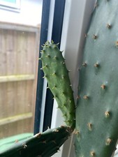 Prickly Pear Pad, unrooted.  New off main plant. 