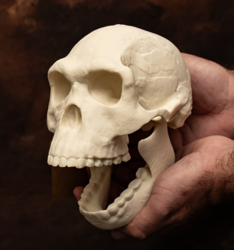 Human skull replica homo - skull,