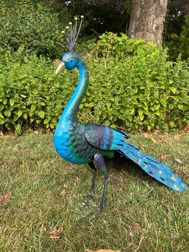Tail down decorative peacock - tail,