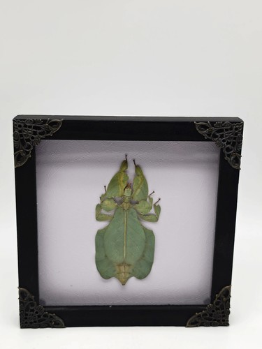 Real leaf bug specimen green - bug,