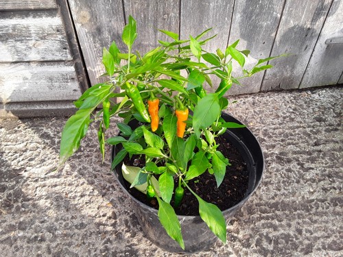 Natural home grown orange - home,
