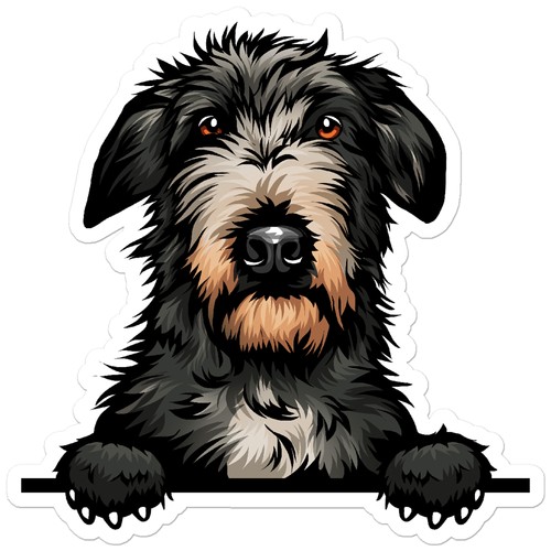 Peeking scottish deerhound - deerhound,