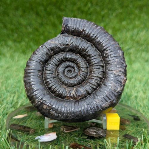 Large porpoceras ammonite