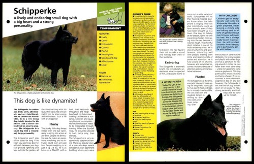 Schipperke temperament - schipperke,