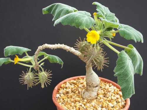 Uncarina roesliana exotic - @@,