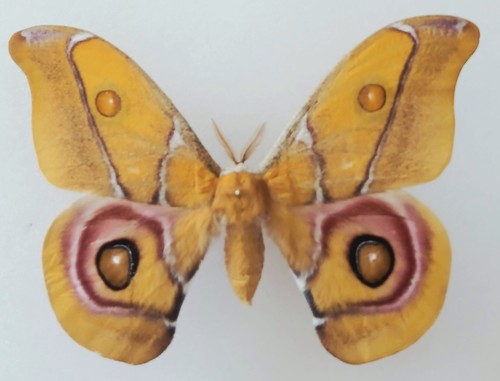Antherina suraka male silk - suraka,