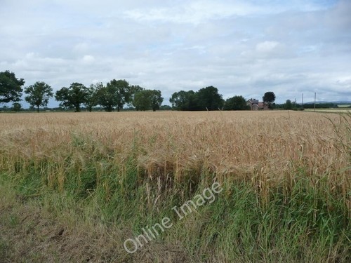Photo 6x4 wheat field - photo,