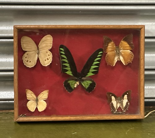 Vintage framed tropical - vintage,