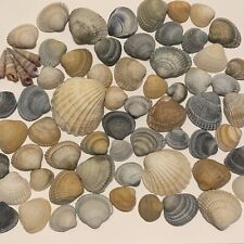 70 cockle shells mix brown and blue shades. For weddings, sea shell art, crafts