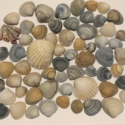 Cockle shells mix brown - mix, and