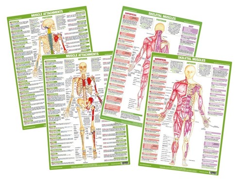 Muscle anatomy charts - muscle,