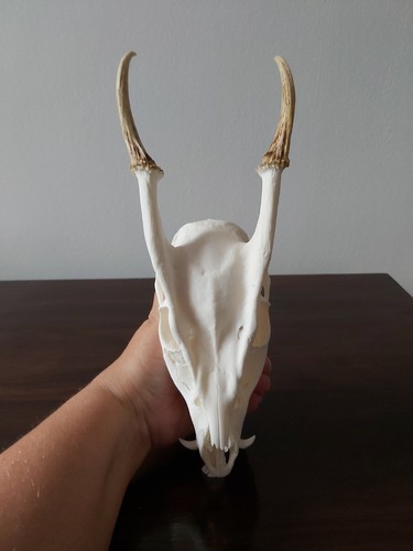 Muntjac buck deer skull - deer,