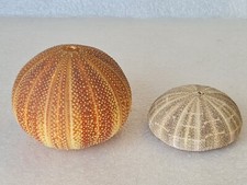 Pair of Large Sea Urchin Shell - Parechinidae