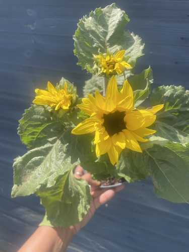 Flowering now huge dwarf - now|huge,