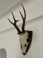 Superb Mounted Antlers Roe