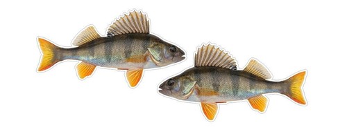 Fishing angling stickers perch - fishing,