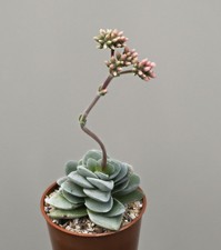 Crassula “coralita” - Succulent