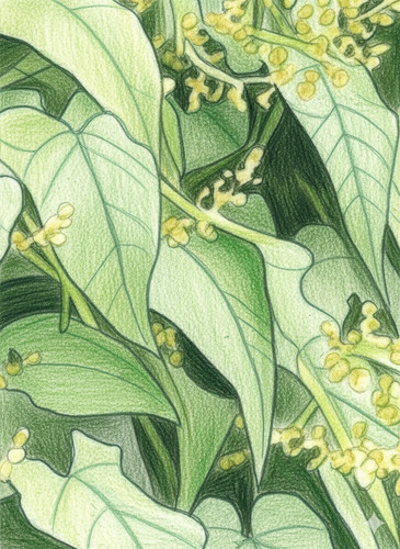 Caucasian spinach plant - 2,