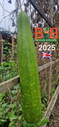 Beautiful long bottle gourd - long,