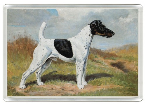 Smooth fox terrier dog - fox,