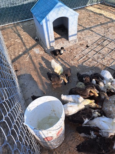 Duck eggs for hatching - duck,