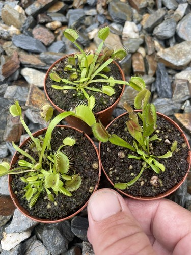 Venus fly traps established - venus,