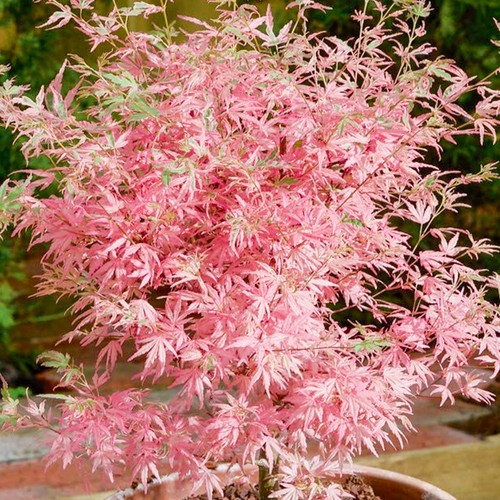 Acer palmatum taylor - acer,