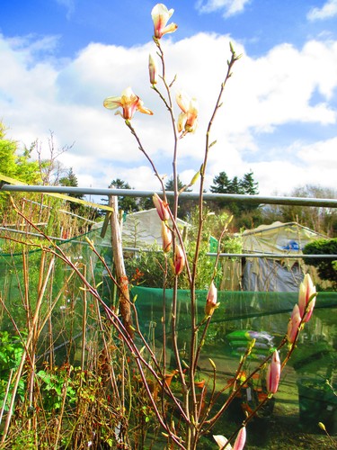 7ft inc pot magnolia - pot,