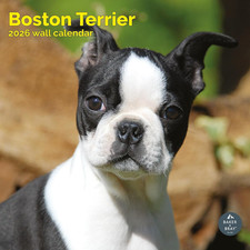Boston Terrier Calendar 2026