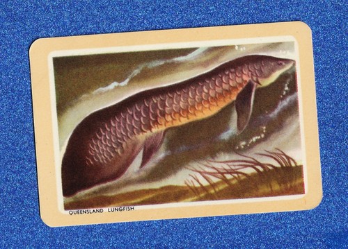Vintage woolworths fish swap - vintage,