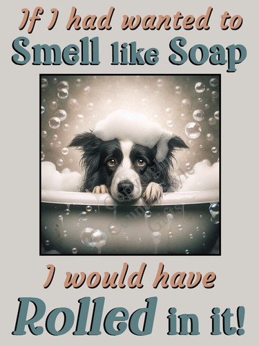 Border collie dog - border,