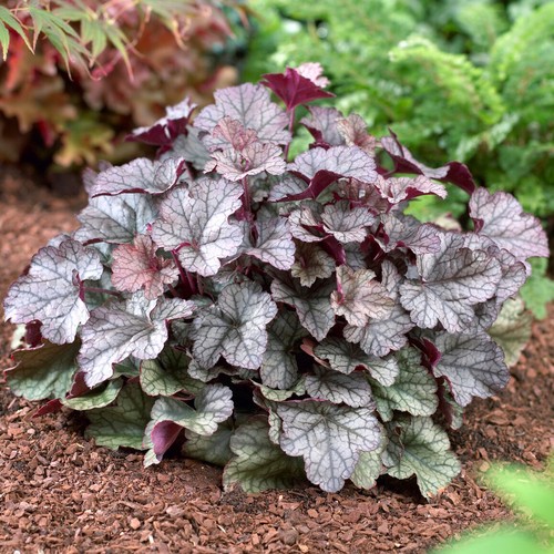 Heuchera silver scrolls coral - heuchera,