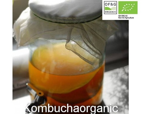 Large organic kombucha - x,