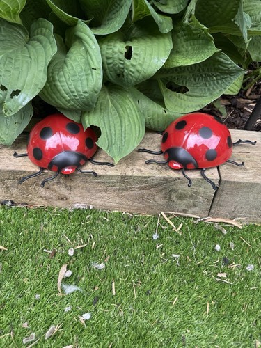 Garden ladybirds ladybugs - ladybirds,