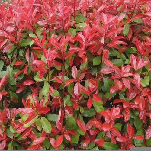 Photinia red robin - 50, bushy