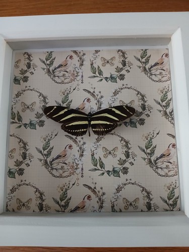 Zebra longwing heliconius - zebra,