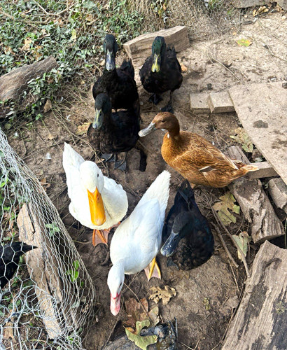 Duck hatching eggs barnyard - hatching,