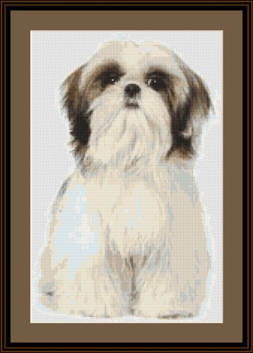 Shih tzu dog cross - shih,