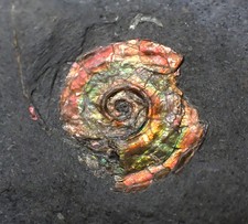 Juvenile iridescent red